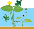 Frog life cycle. Sequence of stages of development of frog from egg to adult animal Royalty Free Stock Photo